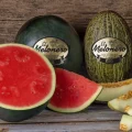 El Melonero campaña de melón 2025-26