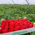 RedSayra Planasa