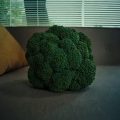 crisis de identidad vegetal