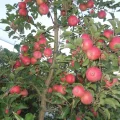 Manzana