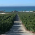 Montosa La Axarquía