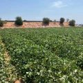 Jornada sandía melón Murcia