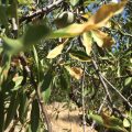 Xylella