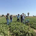 BASF | Nunhems melón y sandía