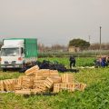 agriculture-1261578_1920