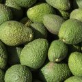 Cultivo de aguacate