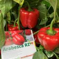 arabesca1