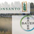 bayer monsanto