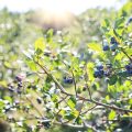 blueberries-1576403_1920