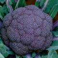 brocoli morado