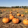 calabaza haloween