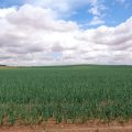 Campo cebolla Consuay