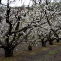 Cerezos en flor