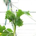 cucumber-whitefly-adults