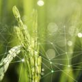 digitalización hortofrutícola