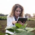 Female technologist agronomist with tablet computer in the field checking quality and growth of crops for agriculture.