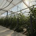 Invernadero tecnificado J Huete