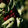 Cerezas del Jerte