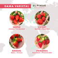 Gama Varietal El Pinar