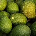 hass-avocado-882635_1920