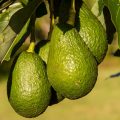 hass-avocado-945418_1280