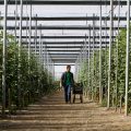 Fotografías en baja calidad para visualización campaña Hortiespaña-AGR Food Marketing