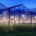 assimilation lights in a greenhouse