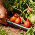 irritec tomate