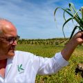 Jesús Perea, técnico de Koppert, comprueba la calidad de unos ajos ecológicos cultivados con el protocolo de Koppert en la provincia de Toledo.