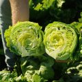 lettuce_iceberg_bejo_26_180-25642LQ