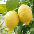 limon