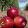 manzana cambio climatico