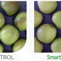 manzanas-smarth-fresh-agrofresh