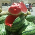 marruecos sandia