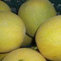 Melones amarillos