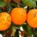 naranja mancha negra