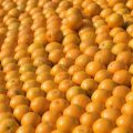 naranjas