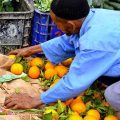 naranjas marruecos