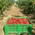 nectarina extremadura