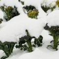 nieve nevada brocoli