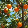 oranges-1117628__340