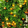 oranges-232646_1920