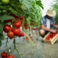 Organic food farm.