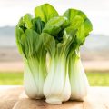 pak choi