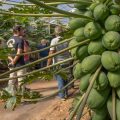 papaya-capgen-seeds