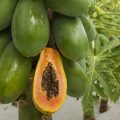 papaya