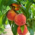 peach-846962_1280