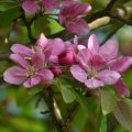 peach-tree-6931_1920