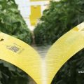 Control biológico en el cultivo del tomate