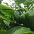 Pimiento
